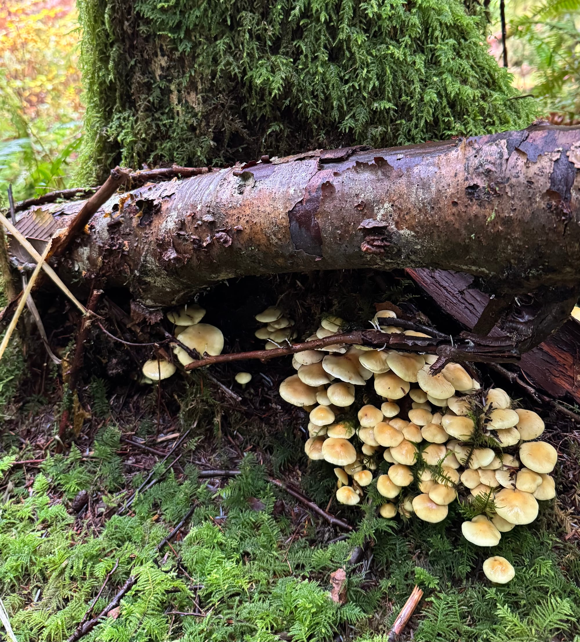 The fungus is among us!