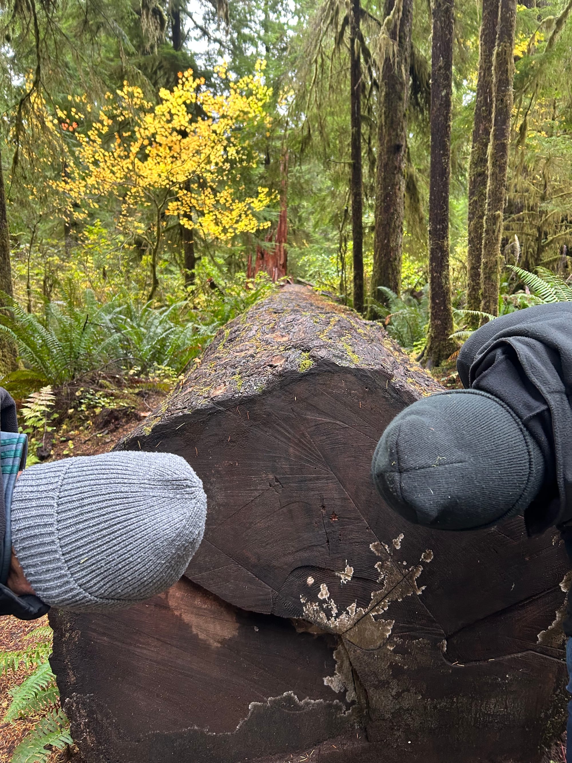 Lake Quinault Rainforest Trail