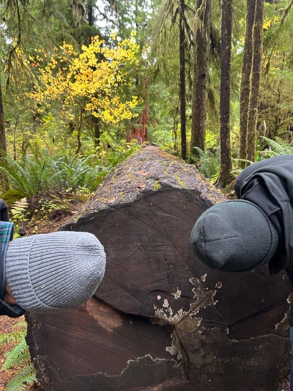 Lake Quinault Rainforest Trail
